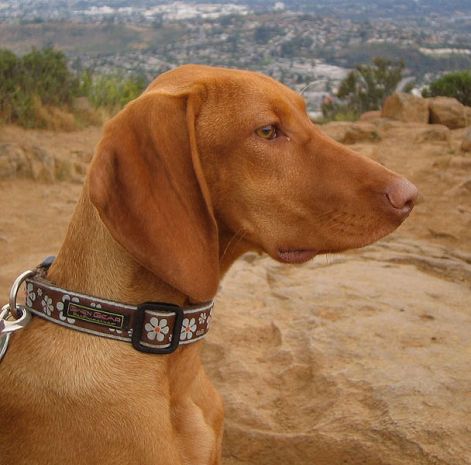 608px-vizsla-profile.jpg